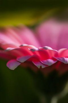 Bloemdetail van Anouschka Hendriks