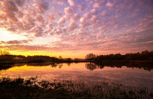 Het Kwakvors, Limburg