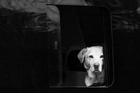 chien blanc dans une camionnette noire