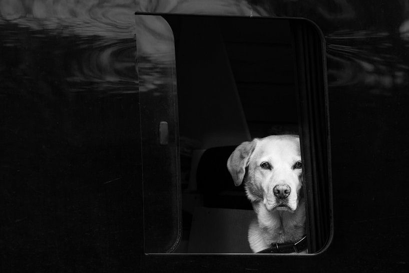 weißer Hund in schwarzem Van von Petra Dvorak