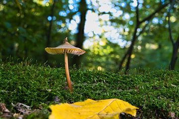 Zicht op paddenstoelen in een holle boom van Andreas Völkel