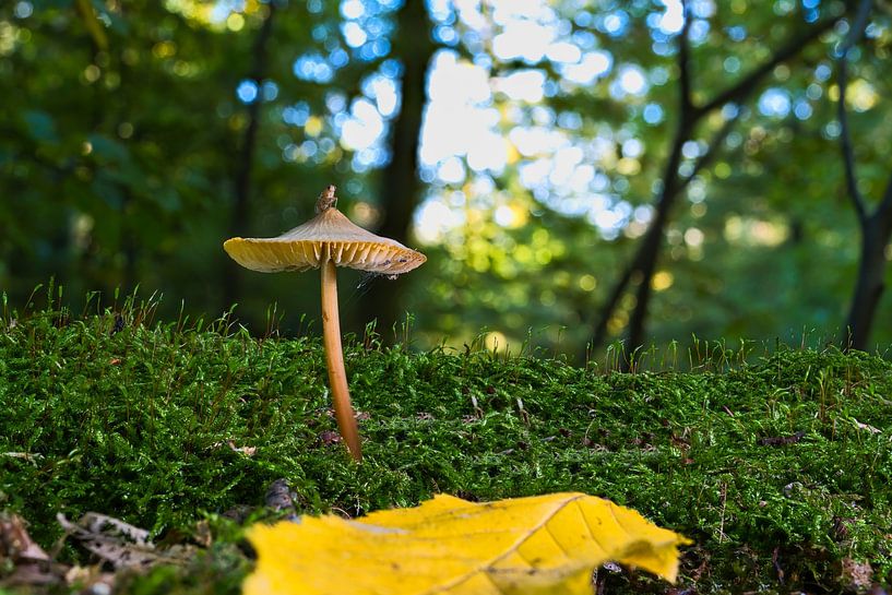 Vue de champignons dans un arbre creux par Andreas Völkel