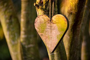 Coeur en bois au soleil du soir sur Coby Bergsma