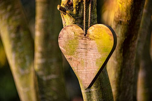 Wooden heart in evening sun