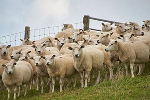 Texelse schapen