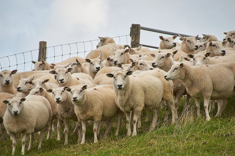 Texelse schapen by Ad Jekel