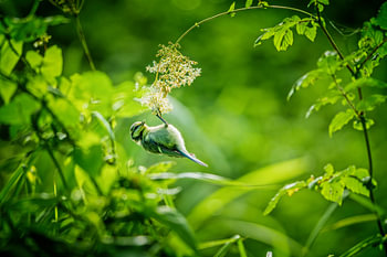 Blue tit hanging from a branch