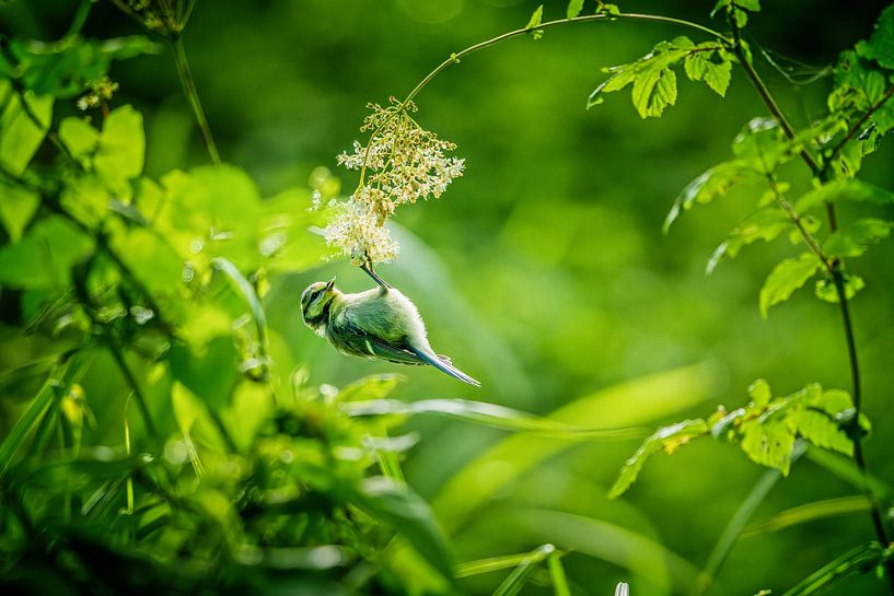 Mésange bleue suspendue à une branche par nol ploegmakers
