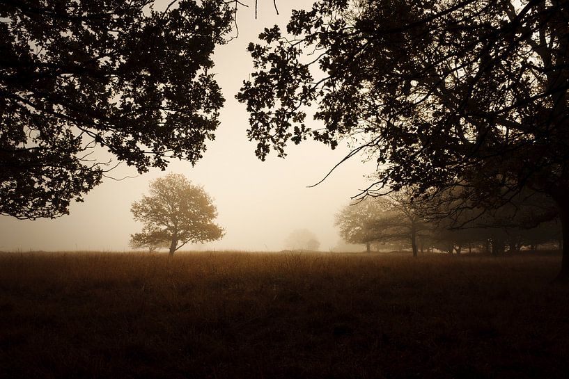 Trees around iron age burial mounds by Luis Boullosa