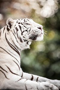 Tigre blanc