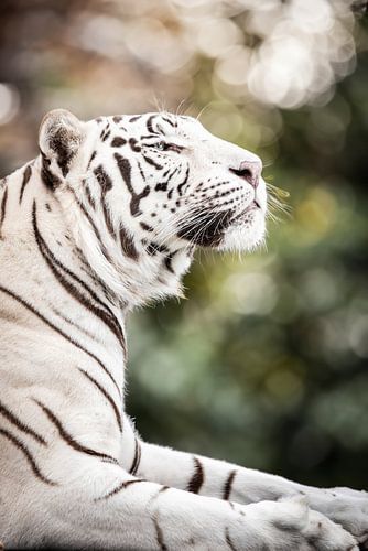 Tigre blanc