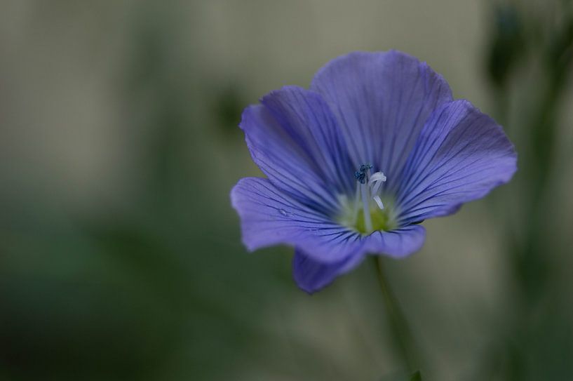 soft photografie by Eugene Lentjes