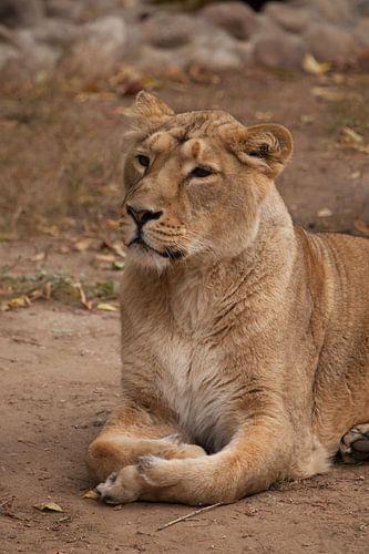 Leeuwin vrouwtje is een grote roofzuchtige sterke en mooie Afrikaanse kat.