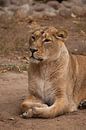 Leeuwin vrouwtje is een grote roofzuchtige sterke en mooie Afrikaanse kat. van Michael Semenov thumbnail