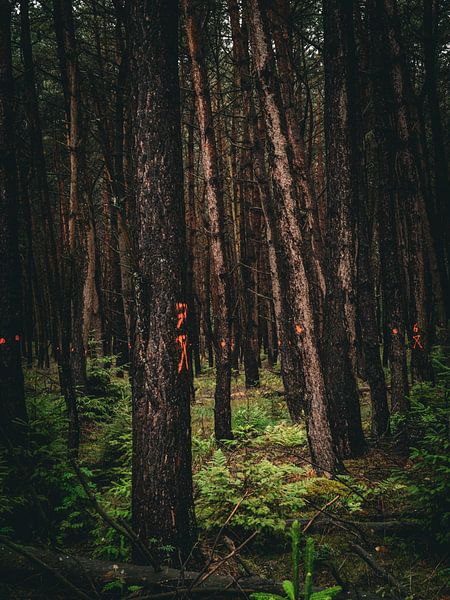 Arrêtez ça ! par snippefotografie