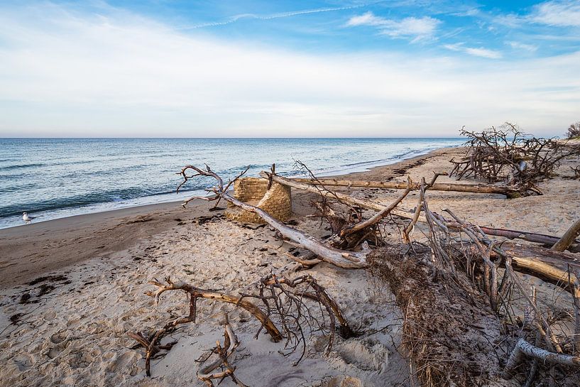 Tree trunks on the western beach on Fischland-Darß by Rico Ködder
