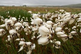 Arctic cotton grass in Iceland by Liesbeth Vogelzang