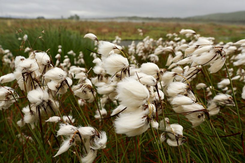 Arctic cotton grass in Iceland by Liesbeth Vogelzang