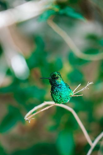 Ein Hauch von Wunder