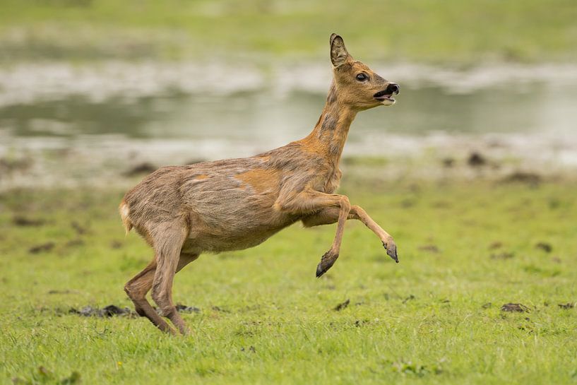 Ree in de Oostvaardersplassen von Inge Jansen