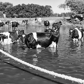 Koeien in het water van Irene Kuizenga