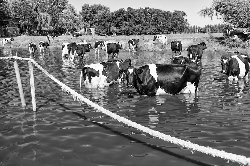 Cows in  water by Irene Kuizenga