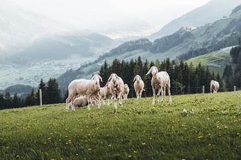 Sheep in the green meadow in Pinzgau