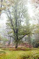 Koning van het bos