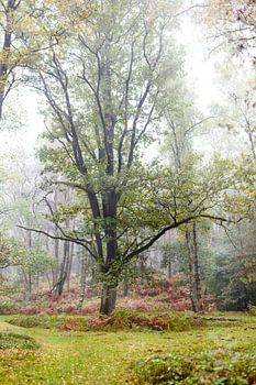 Koning van het bos
