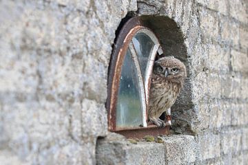 Steenuil (Athene noctua) van Ronald Pol