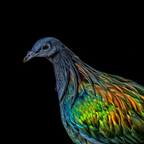 A special pigeon