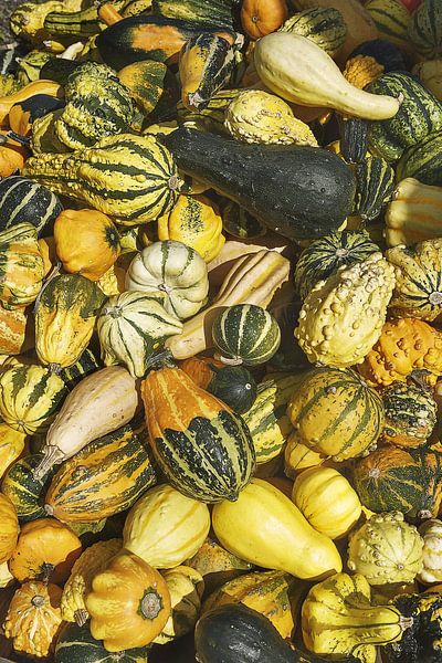 Pumpkin by Guus Quaedvlieg