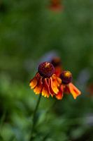 Fleurs d'été | Pays-Bas | août | photo de nature