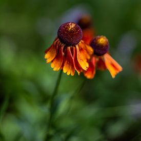 Summer flowers | Netherlands | August | photo of nature by Rebecca van der Schaft