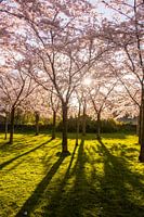 Japanese blossom in the Amsterdamse Bos.