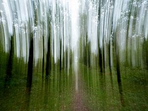 Sentier forestier