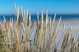 Schiermonnikoog - Bloeiend helmgras op een zachte zomerdag van Dan Photo Shaman