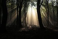 Sprookjes Bos