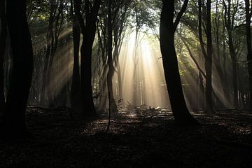 Sprookjes Bos van sandra ten wolde