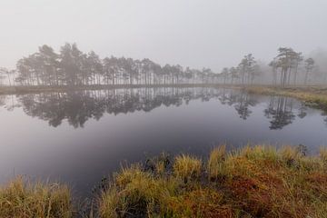 Bomenrij aan een Zweeds meer op een mistige ochtend van Bram Lubbers