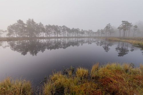 Row of trees by a Swedish lake on a misty morning