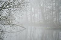 Mistig bos