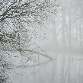 Mistig bos sur Karin in't Hout