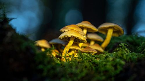 Light in the dark forest