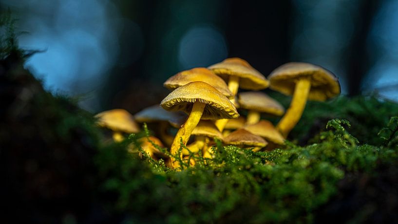 Licht im dunklen Wald von Danielle de Graaf