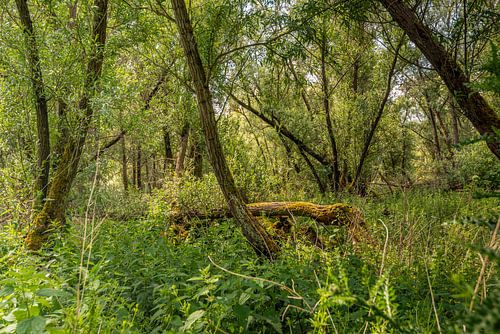 Een ongerept stukje Biesbosch, Hank, Nederland