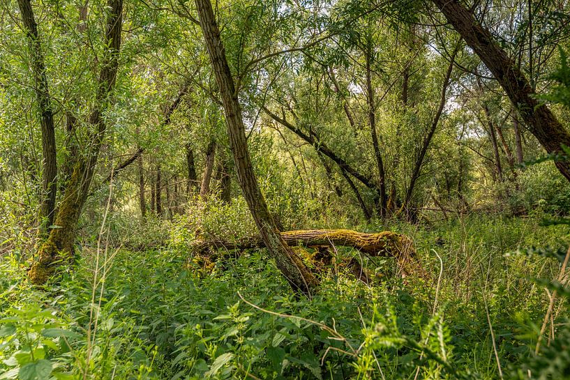 An untouched piece of Biesbosch, Hank, Netherlands by Ruud Morijn