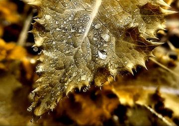 Gold Leaf by erikaktus gurun