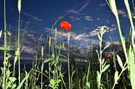 Klaproos, rode stip in blauwe lucht / Poppy van Henk de Boer thumbnail
