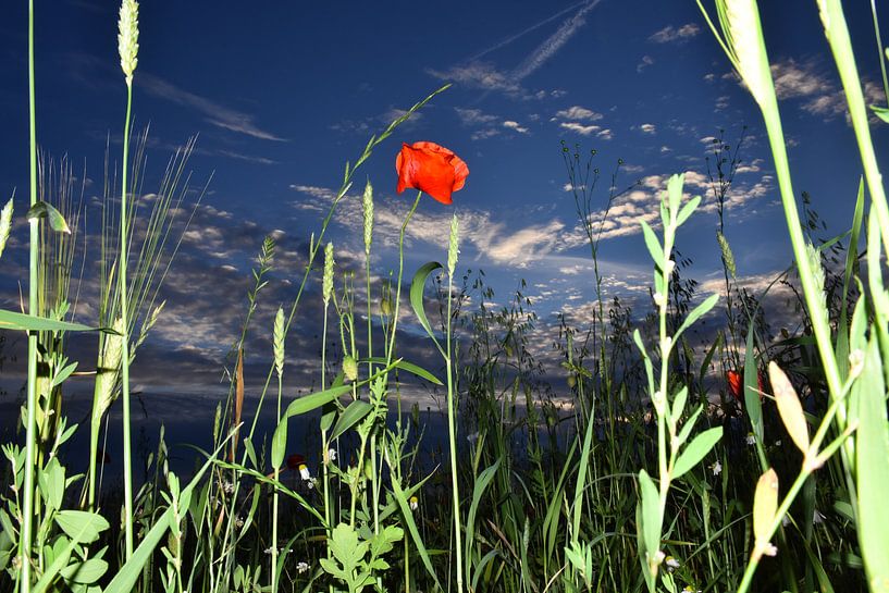 Klaproos, rode stip in blauwe lucht / Poppy van Henk de Boer